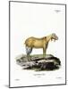 Goat Without Horns-null-Mounted Giclee Print