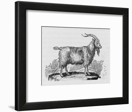 Goat-null-Framed Art Print