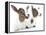 Goats 001-Andrea Mascitti-Framed Premier Image Canvas