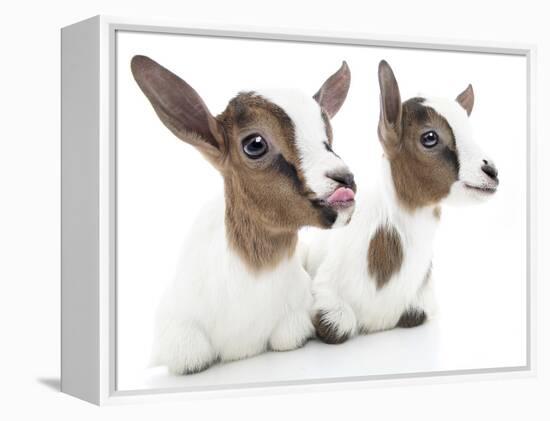 Goats 001-Andrea Mascitti-Framed Premier Image Canvas