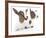 Goats 001-Andrea Mascitti-Framed Photographic Print