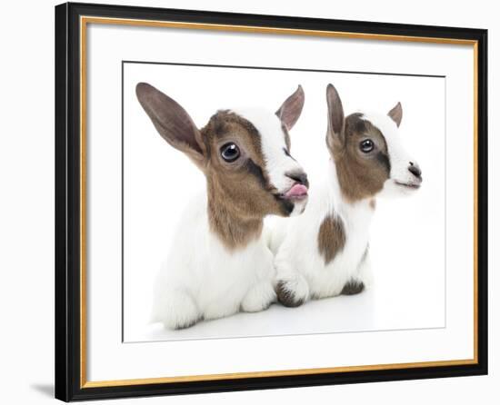 Goats 001-Andrea Mascitti-Framed Photographic Print