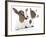 Goats 001-Andrea Mascitti-Framed Photographic Print