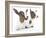 Goats 001-Andrea Mascitti-Framed Photographic Print