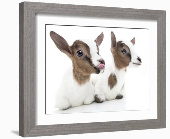 Goats 001-Andrea Mascitti-Framed Photographic Print