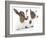 Goats 001-Andrea Mascitti-Framed Photographic Print