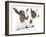 Goats 001-Andrea Mascitti-Framed Photographic Print