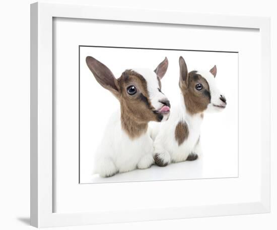 Goats 001-Andrea Mascitti-Framed Photographic Print