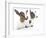 Goats 001-Andrea Mascitti-Framed Photographic Print