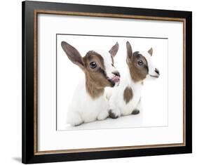 Goats 001-Andrea Mascitti-Framed Photographic Print