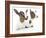 Goats 001-Andrea Mascitti-Framed Photographic Print