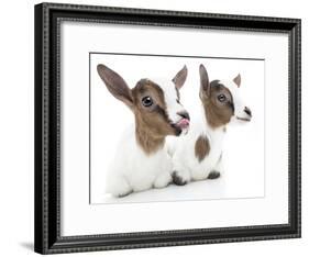 Goats 001-Andrea Mascitti-Framed Photographic Print