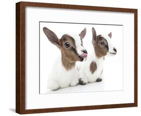 Goats 001-Andrea Mascitti-Framed Photographic Print