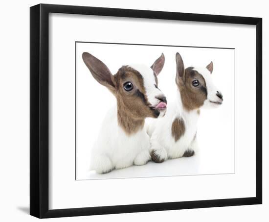 Goats 001-Andrea Mascitti-Framed Photographic Print