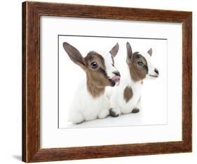 Goats 001-Andrea Mascitti-Framed Photographic Print