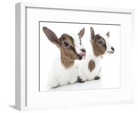 Goats 001-Andrea Mascitti-Framed Photographic Print