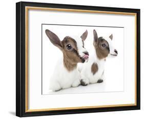 Goats 001-Andrea Mascitti-Framed Photographic Print