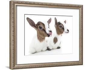 Goats 001-Andrea Mascitti-Framed Photographic Print