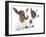 Goats 001-Andrea Mascitti-Framed Photographic Print