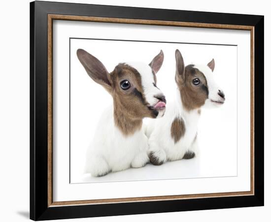 Goats 001-Andrea Mascitti-Framed Photographic Print