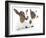 Goats 001-Andrea Mascitti-Framed Photographic Print