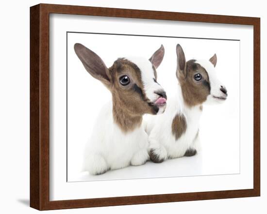 Goats 001-Andrea Mascitti-Framed Photographic Print