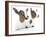 Goats 001-Andrea Mascitti-Framed Photographic Print