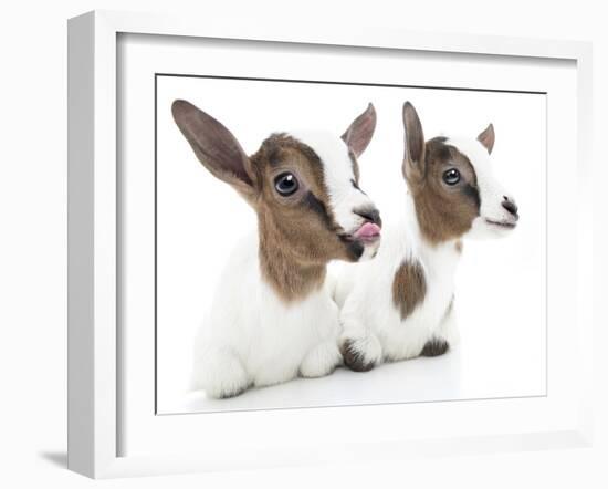 Goats 001-Andrea Mascitti-Framed Photographic Print