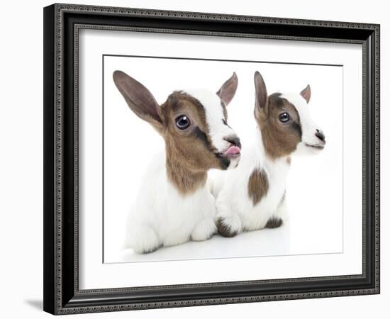 Goats 001-Andrea Mascitti-Framed Photographic Print