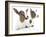 Goats 001-Andrea Mascitti-Framed Photographic Print