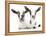 Goats 002-Andrea Mascitti-Framed Premier Image Canvas