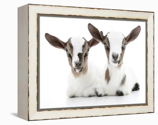 Goats 002-Andrea Mascitti-Framed Premier Image Canvas