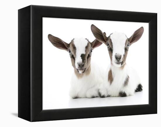 Goats 002-Andrea Mascitti-Framed Premier Image Canvas