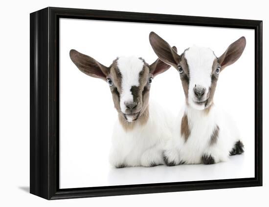 Goats 002-Andrea Mascitti-Framed Premier Image Canvas