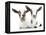 Goats 002-Andrea Mascitti-Framed Premier Image Canvas