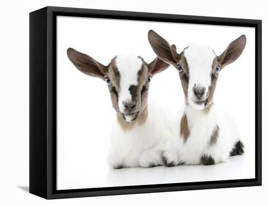 Goats 002-Andrea Mascitti-Framed Premier Image Canvas