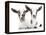 Goats 002-Andrea Mascitti-Framed Premier Image Canvas