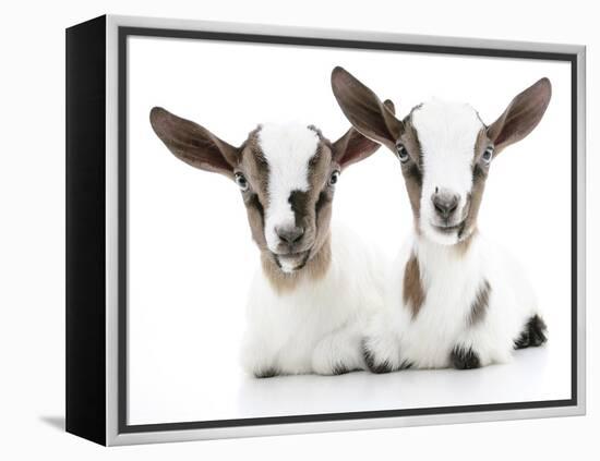 Goats 002-Andrea Mascitti-Framed Premier Image Canvas