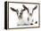 Goats 002-Andrea Mascitti-Framed Premier Image Canvas