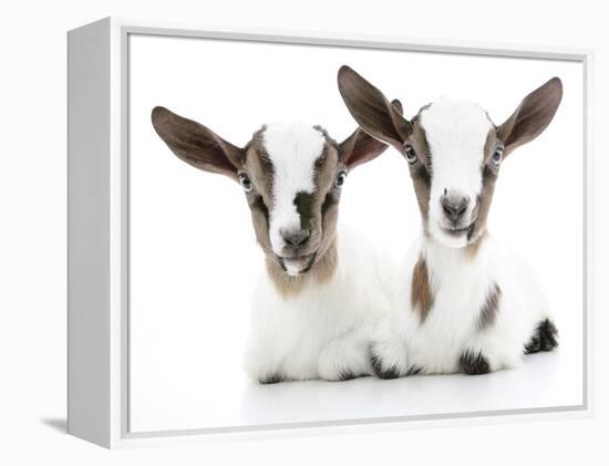 Goats 002-Andrea Mascitti-Framed Premier Image Canvas