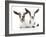 Goats 002-Andrea Mascitti-Framed Photographic Print