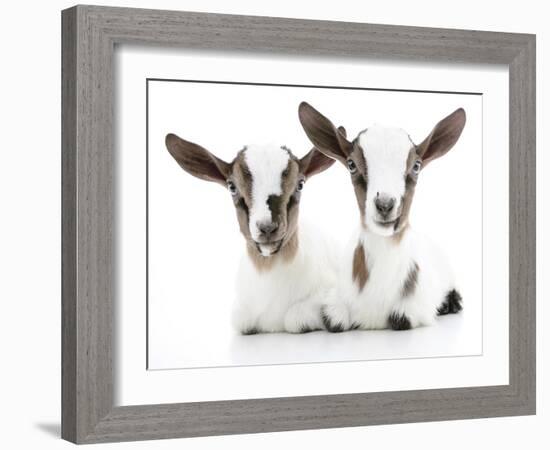 Goats 002-Andrea Mascitti-Framed Photographic Print