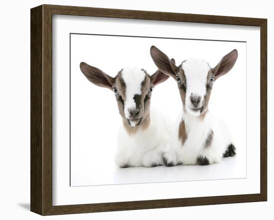 Goats 002-Andrea Mascitti-Framed Photographic Print