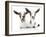 Goats 002-Andrea Mascitti-Framed Photographic Print