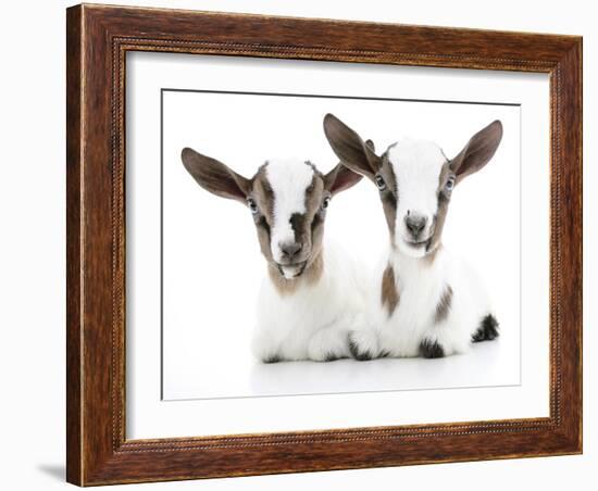 Goats 002-Andrea Mascitti-Framed Photographic Print