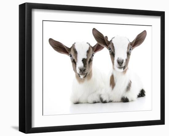 Goats 002-Andrea Mascitti-Framed Photographic Print