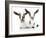 Goats 002-Andrea Mascitti-Framed Photographic Print