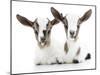 Goats 002-Andrea Mascitti-Mounted Photographic Print