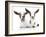 Goats 002-Andrea Mascitti-Framed Photographic Print