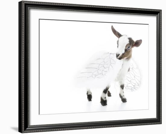 Goats 003-Andrea Mascitti-Framed Photographic Print